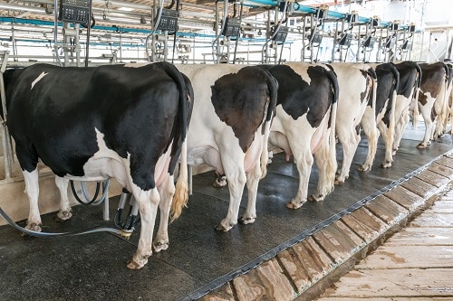 Vacuum Pumps and Energy Efficiency for Dairy Farms